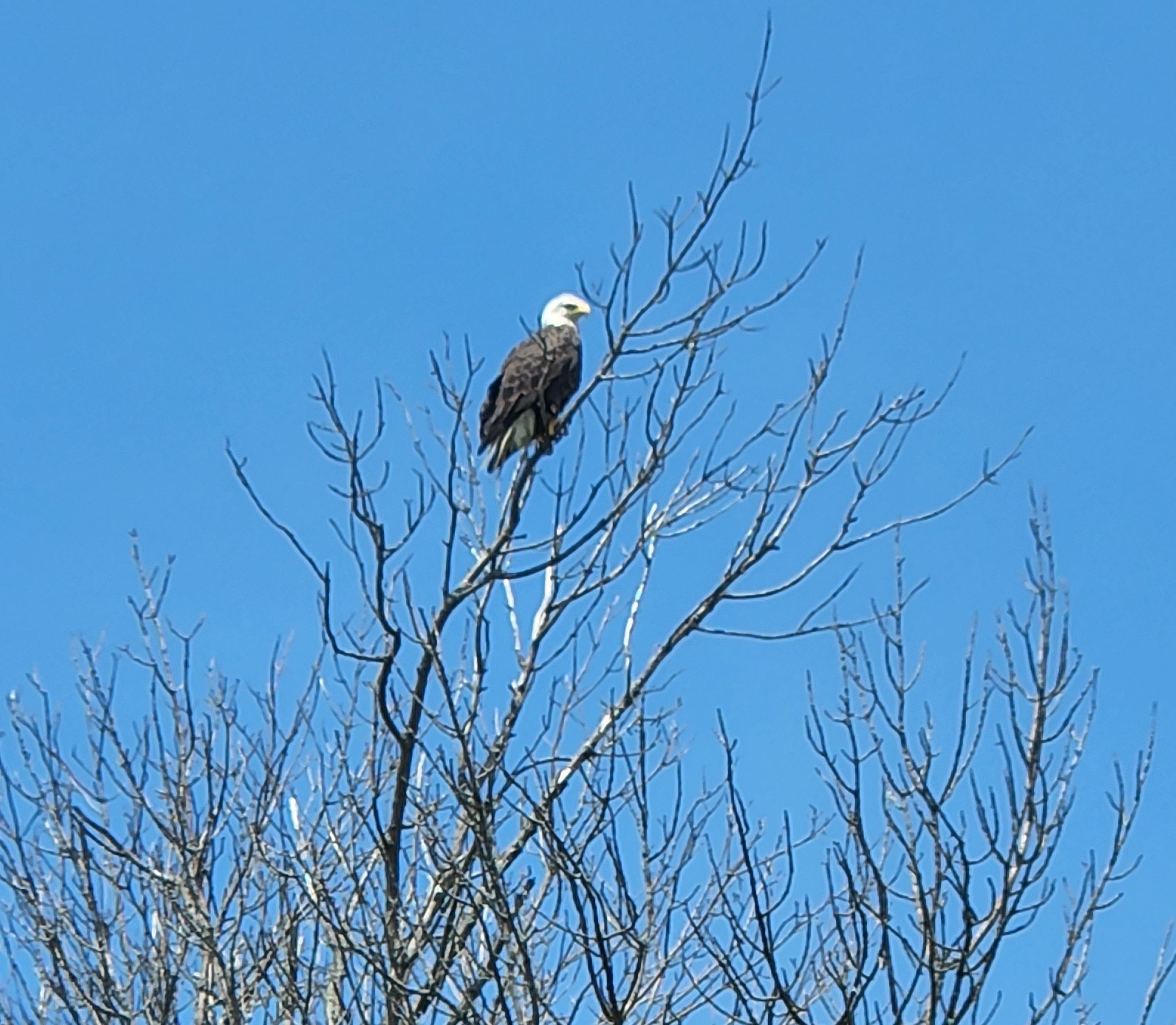 Birding in the 'Bend